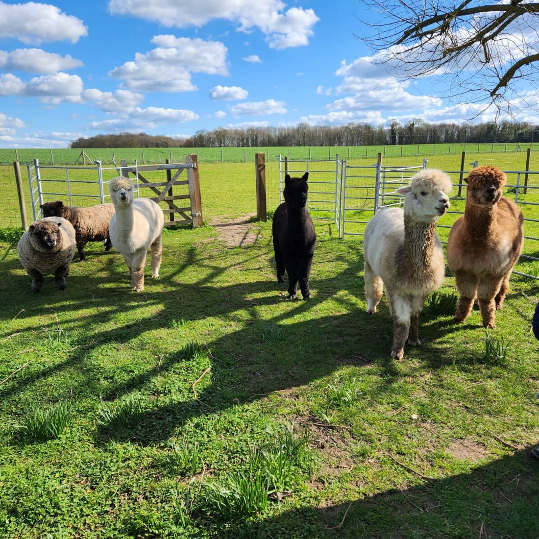 Uses for Alpaca Poop