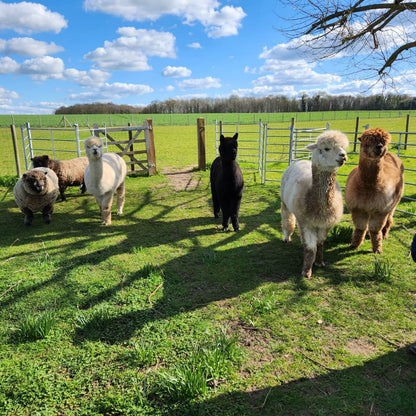 Premium Hypoallergenic Alpaca Fleece – Natural Toy & Cushion Stuffing 100g